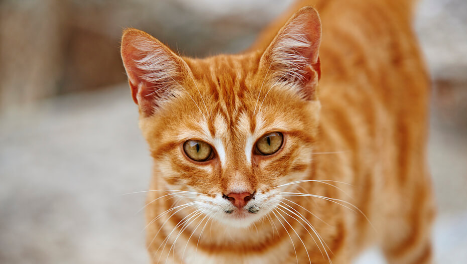 10 of the Most Famous Cats Throughout History Purina